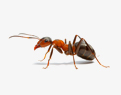 Ants Removal services in NY