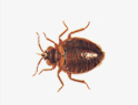 Bed Bugs Removal services in NY