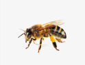 Bees Removal services in NY