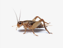 Crickets Removal services in NY