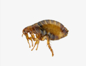 Fleas Removal services in NY