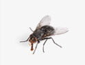 Flies Removal services in NY