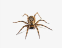 Spiders Removal services in NY