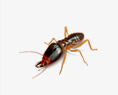 Termites Removal services in NY