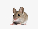 Rodent Removal services in NY